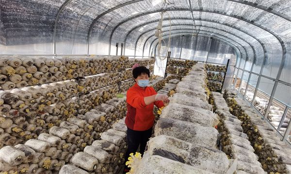Mushroom cultivation greenhouse in Fugezhuang Village